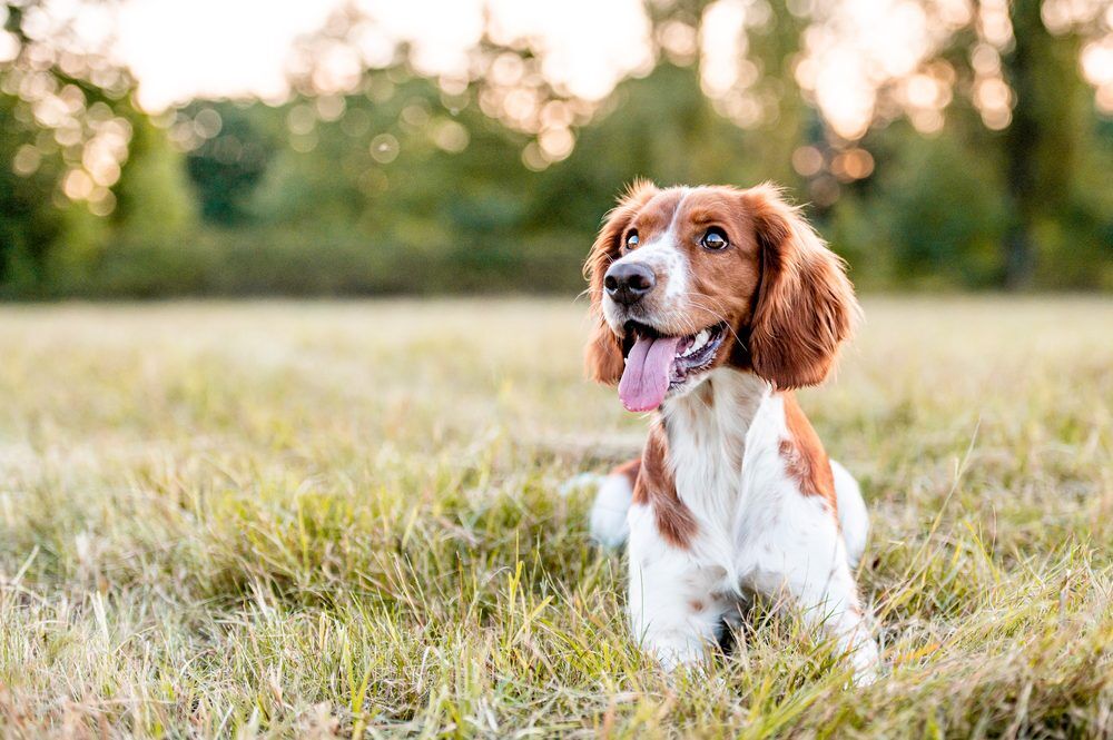 In Ground Dog Fence