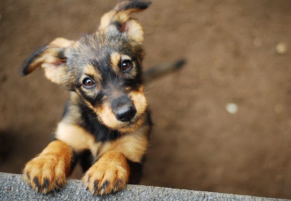 Wireless Pet Fence