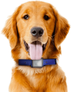 A Playful Dog With Its Tongue Out, Wearing A Rechargeable Collar, Exuding Joy And Enthusiasm In A Sunny Outdoor Setting.