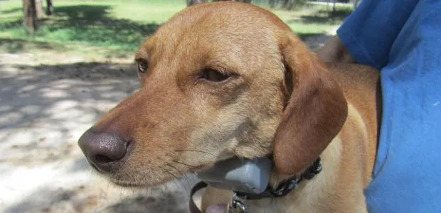 Content dog with electronic fence collar on