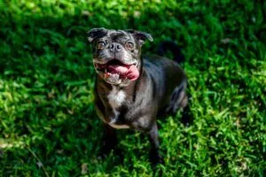 Happy Looking Dog Smiling At A Camera With Its Tongue Hanging Out Of The Side Of Its Mouth