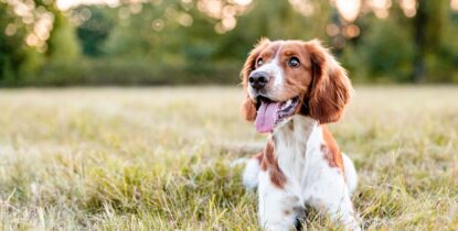 In Ground Dog Fence