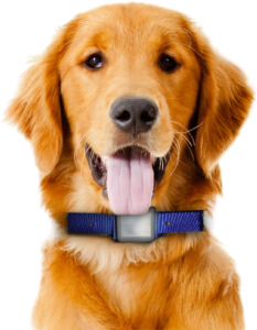 A Playful Dog With Its Tongue Out, Wearing A Rechargeable Collar, Exuding Joy And Enthusiasm In A Sunny Outdoor Setting.