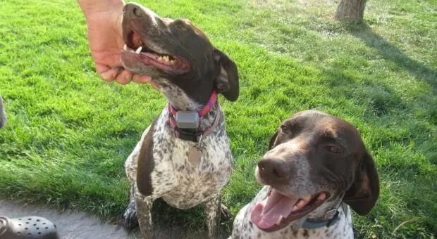 two dogs getting pet by a human owner