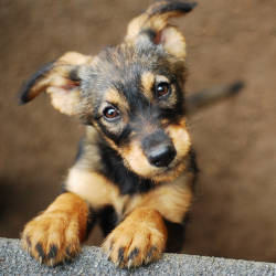 brown dog leaning up against a wooden wall