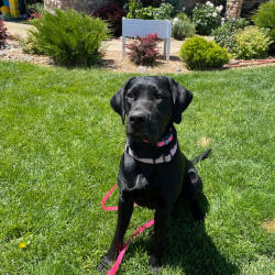 black dog looks happy sitting in yard