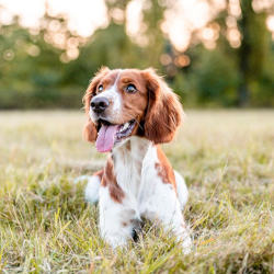 dog in field with its mouth open, looks happy