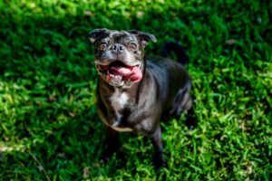 Happy Looking Dog Smiling At A Camera With Its Tongue Hanging Out Of The Side Of Its Mouth